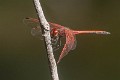 Trithemis arteriosa male (4 of 5)